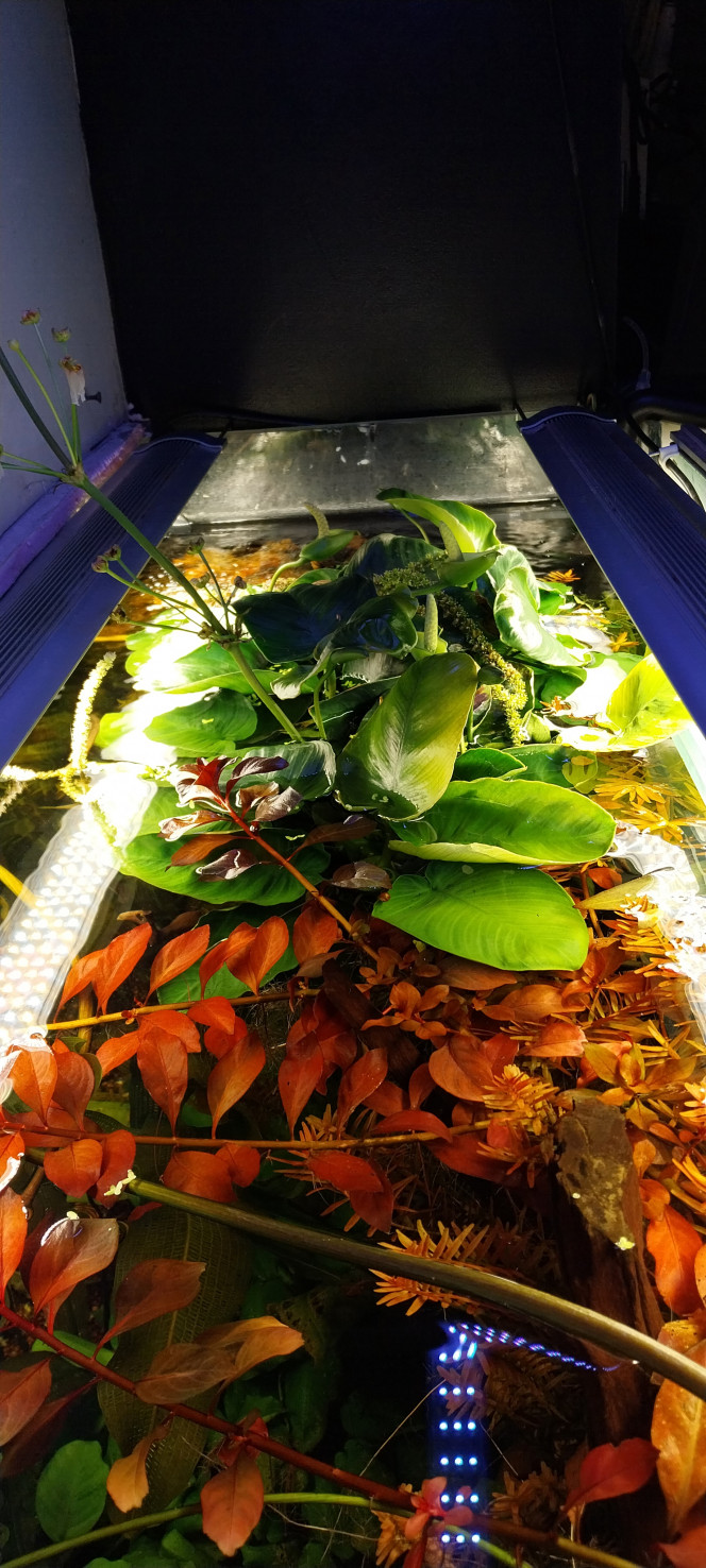 Photographie du post de STK54 