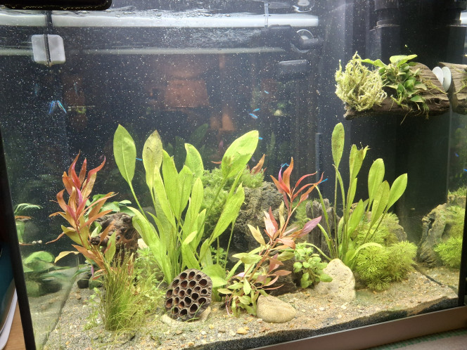 1er habitants arrivés ! Le bac est cyclé, les paramètres OK, les 1er habitants sont arrivés (transfert d'un autre aquarium). 
Les prochains sont commandés et arriveront avec le Père Noël ;-)
- 1 couple d'apistogramma macmasteri
- 9 cory pygmés
- 10 tetras amande

Cela commence à se concrétiser :-)