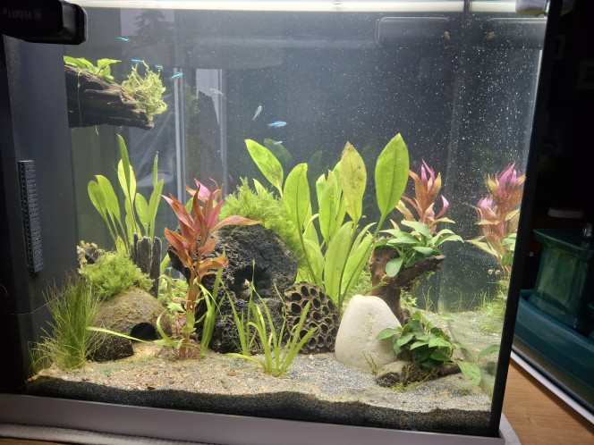 1er habitants arrivés ! Le bac est cyclé, les paramètres OK, les 1er habitants sont arrivés (transfert d'un autre aquarium). 
Les prochains sont commandés et arriveront avec le Père Noël ;-)
- 1 couple d'apistogramma macmasteri
- 9 cory pygmés
- 10 tetras amande

Cela commence à se concrétiser :-)