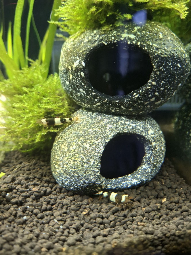 Guerre de territoire Malgré le fait que les cachettes et grottes ne manquent pas dans le bac, c'est la guerre de territoire entre caridina black crystal. 
Mais cela reste bon enfant !