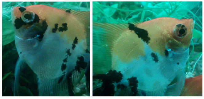 Photographie du post de gloups 