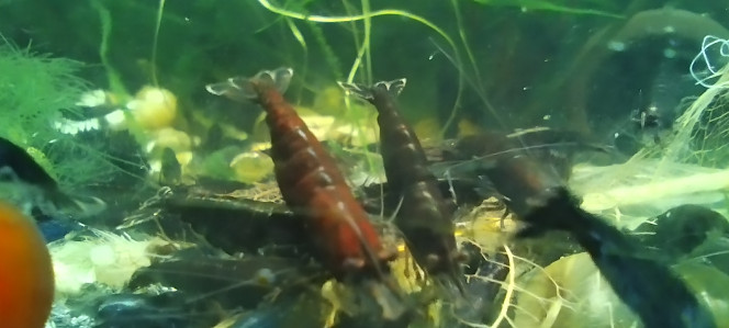 Photographie du post de Olivier1977 