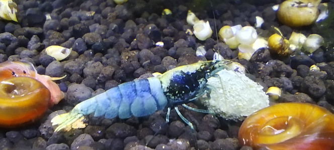 Photographie du post de Olivier1977 