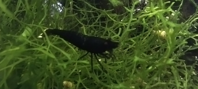 Photographie du post de Olivier1977 