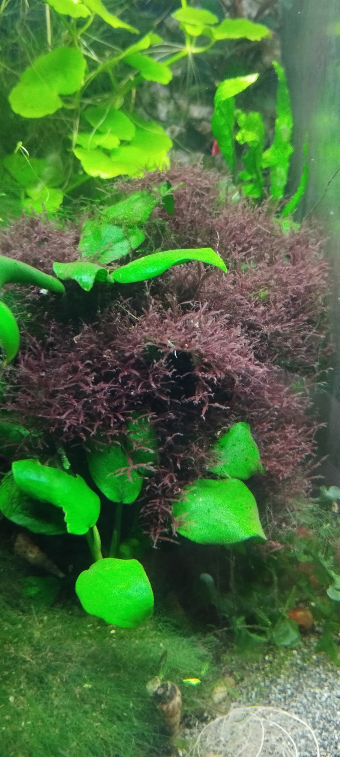 Photographie du post de Olivier1977 