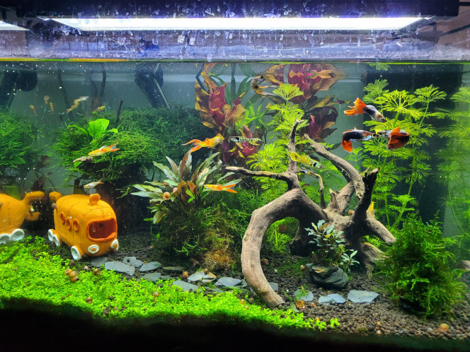  Nouvel agencement des éléments
Pour laisser plus de places au sol aux crevettes 
Et plus d'espace de nage et de cachettes pour les poissons