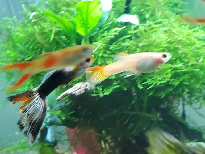 Nouvel arrivant dans le bac des endlers - guppy Un ado mâle guppy a quitté mon bac de femelles et juveniles pour rejoindre celui des mâles endler et guppy.
Il attend la fin du cycle d azote du futur aquarium spécial guppy mâles 
Lui aussi est tout blanc avec quelques touches de couleurs