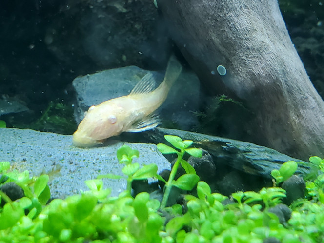 Le mini ancitrus de Radi a bien grandi ? 