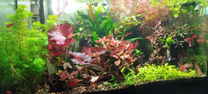 Photographie du post de Olivier1977 