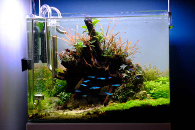 Dernières photos de mon bac ☺️ Tout va mieux... Je decelle tout de même une carence, sûrement en fer,  vu le test ?. La rotala a arrêté de pousser et les feuilles restes pâles...Le fer arrive demain !