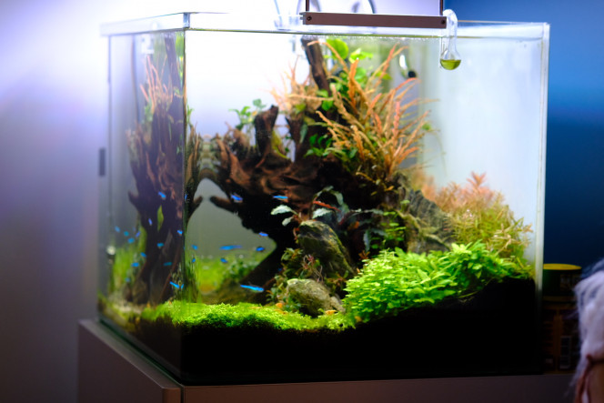 Dernières photos de mon bac ☺️ Tout va mieux... Je decelle tout de même une carence, sûrement en fer,  vu le test ?. La rotala a arrêté de pousser et les feuilles restes pâles...Le fer arrive demain !