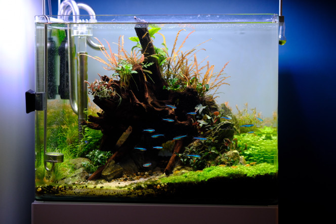 Dernières photos de mon bac ☺️ Tout va mieux... Je decelle tout de même une carence, sûrement en fer,  vu le test ?. La rotala a arrêté de pousser et les feuilles restes pâles...Le fer arrive demain !