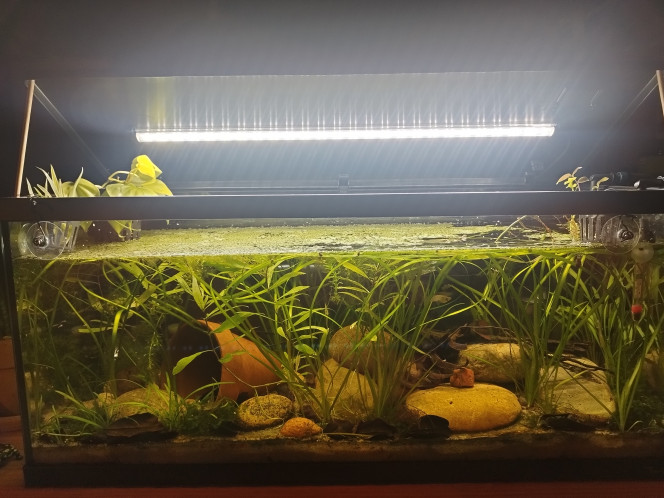 Photographie du post de Orion07 