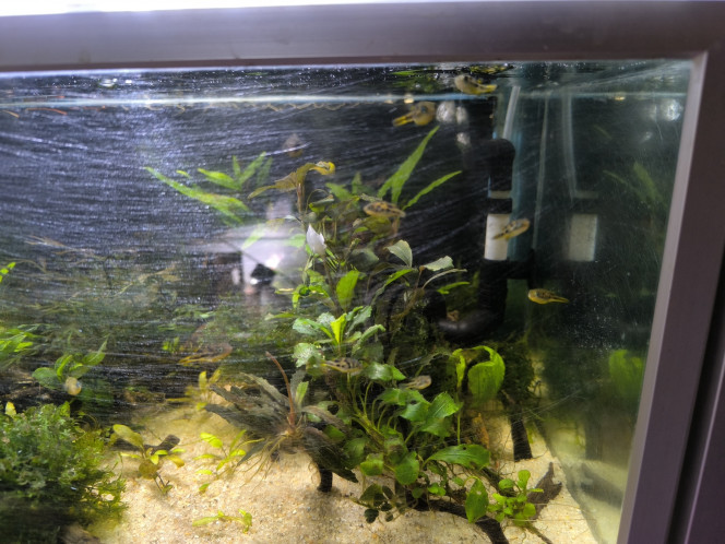  J'ai agrandi mon groupe de Carinotetraodon travancoricus, ils sont 10 maintenant sans problème d'agressivité.