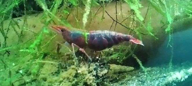 Photographie du post de Olivier1977 