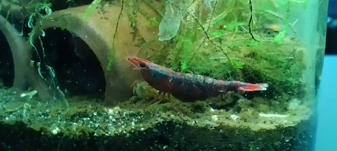 Photographie du post de Olivier1977 