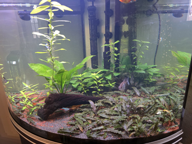  Reprise du bac suite à un gros soucis de qualité d'eau, 
Les plantes commencent à reprendre de la pousse et 2 fleurs anubias arrivent