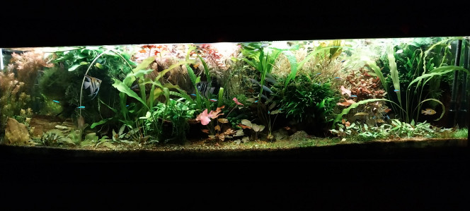 Photographie du post de STK54 