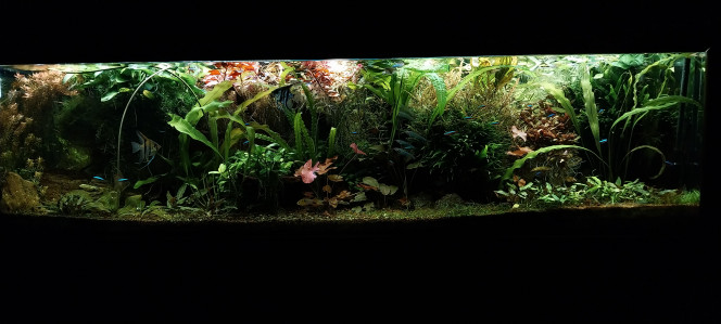 Photographie du post de STK54 