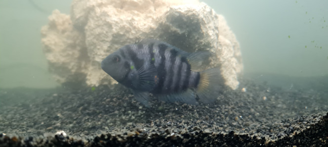 Photographie du post de MelodieRose58 