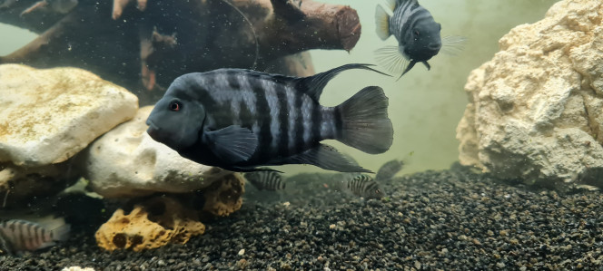 Photographie du post de MelodieRose58 