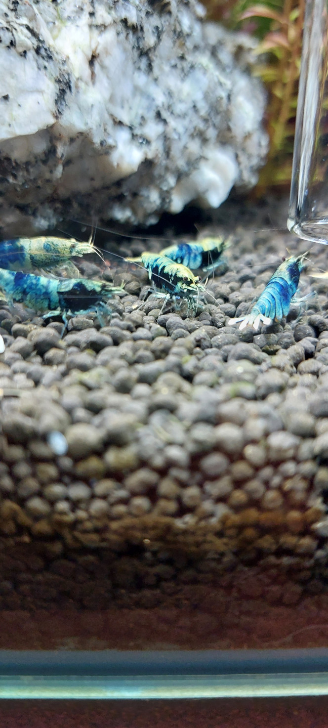 Photographie du post de aqua1230 