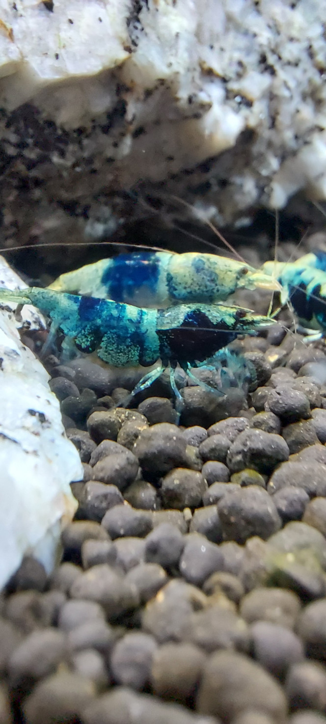 Photographie du post de aqua1230 