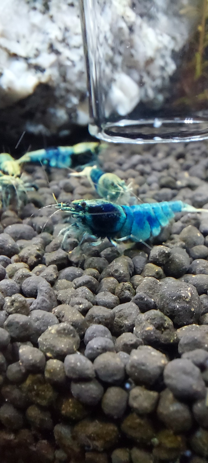 Photographie du post de aqua1230 