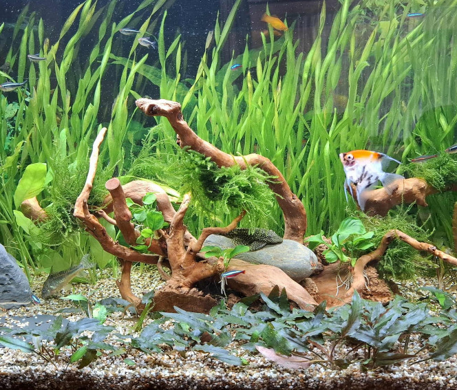 Photographie du post de Gujuwel 