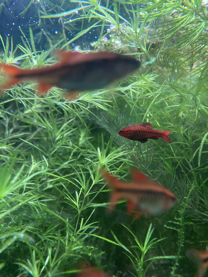 Photographie du post de Emma1234 