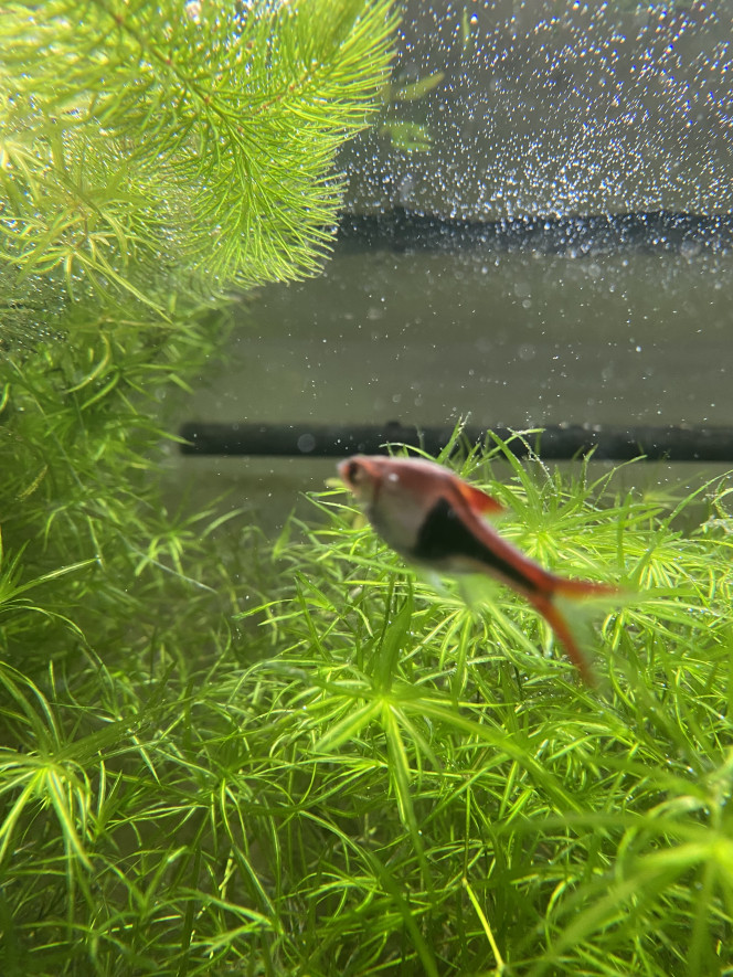 Photographie du post de Emma1234 