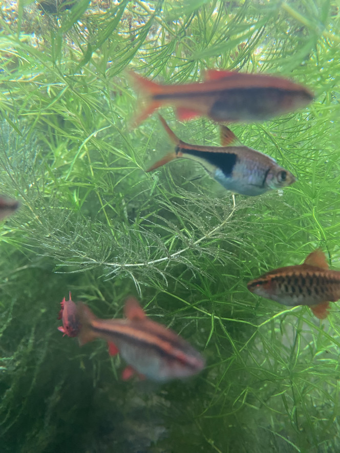 Photographie du post de Emma1234 