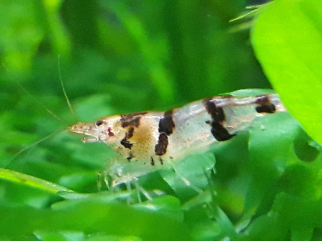 Photographie du post de Dimu 