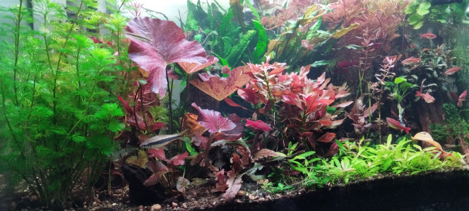 Photographie du post de Olivier1977 