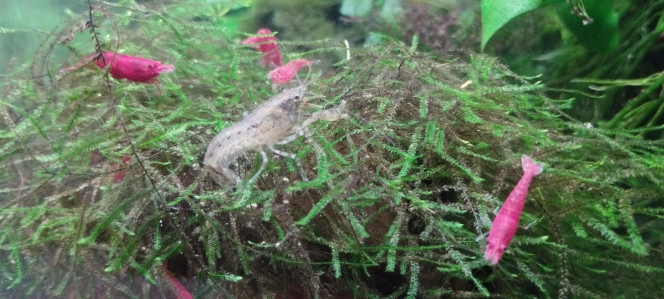 Photographie du post de Olivier1977 