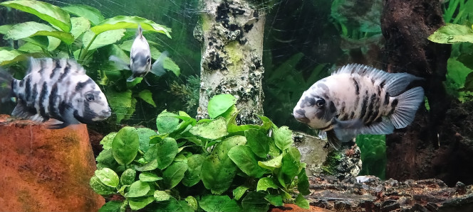 deux frères marbrés 