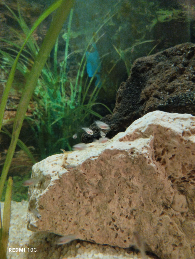 Photographie du post de Franc34 