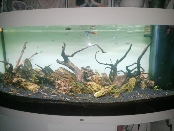 Shinrin no kodama / l'esprit de la forêt Salut à tous, l'année ce termine et je vais bientôt démarrer ma nouvelle déco. ??