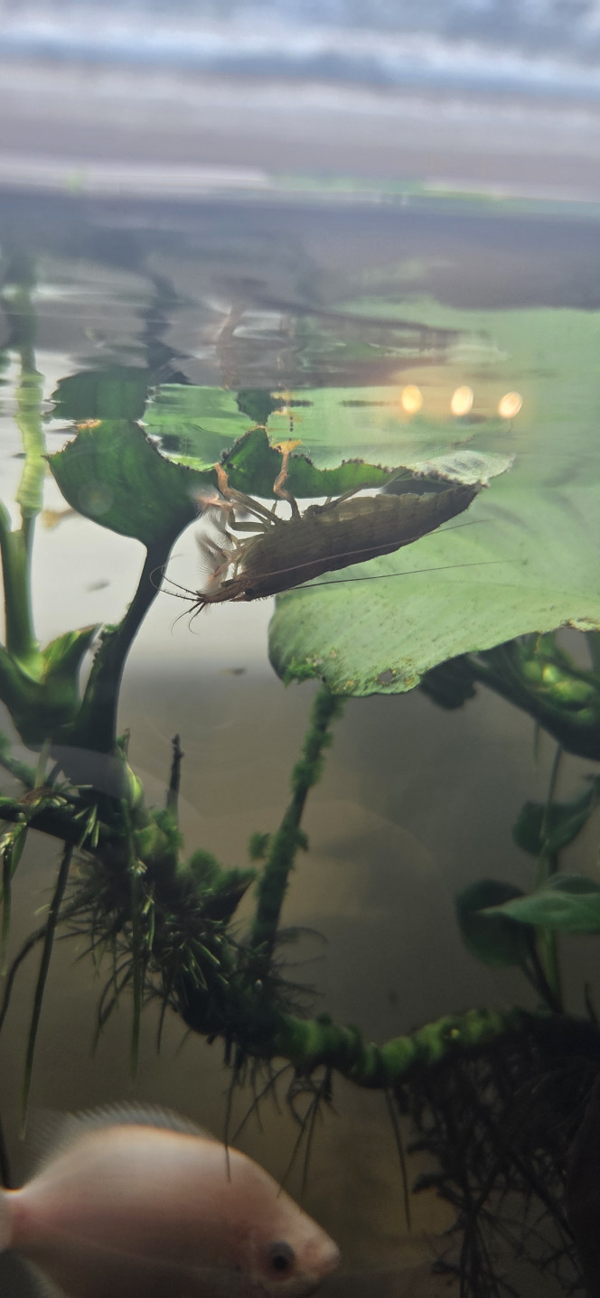 Crevette cuivré bambou 