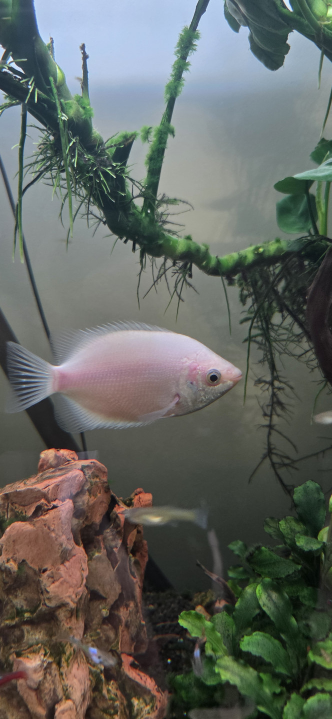 Gourami kissing 