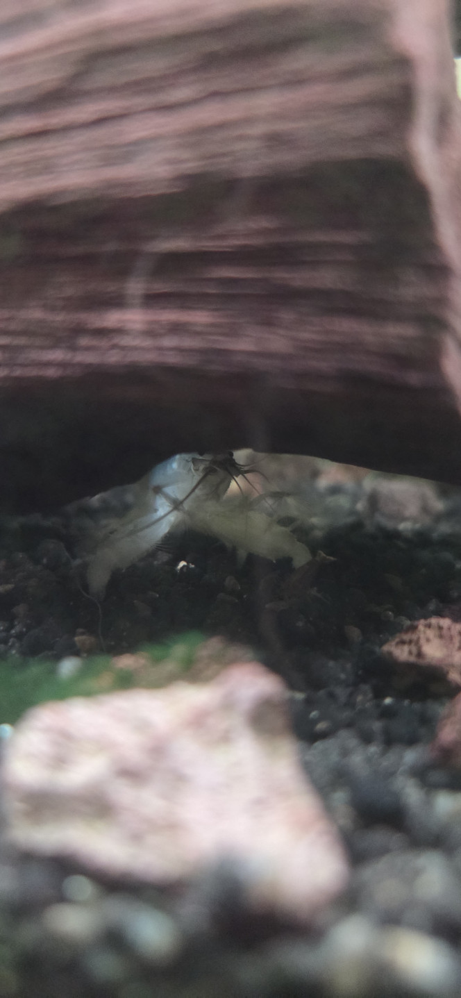 Crevette bleu gabonensis 