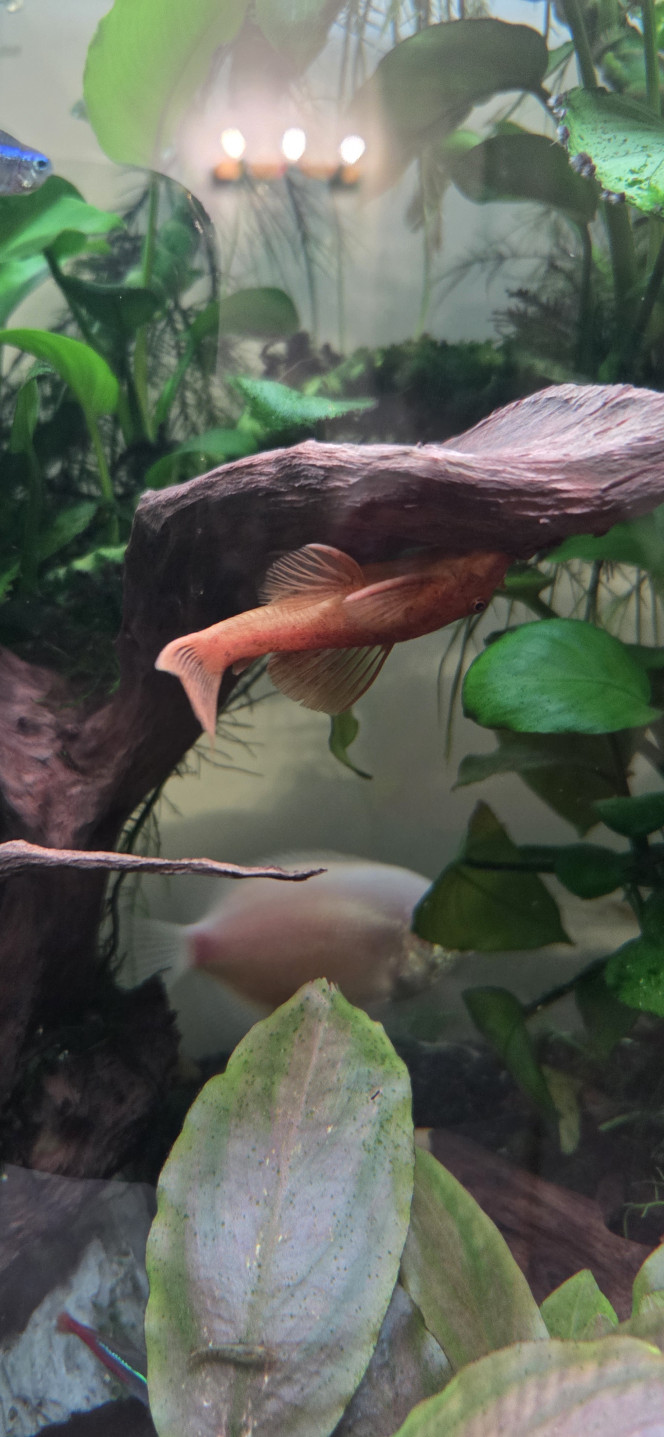 Ancistrus gold femelle 