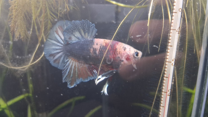 Photographie du post de Samdutch 