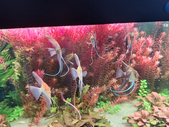 Photographie du post de anthonybef 