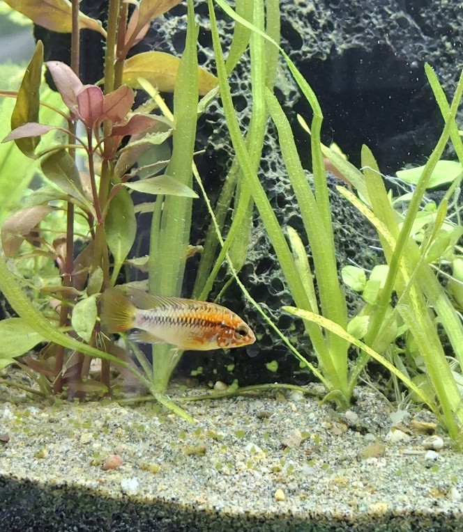 Les habitants sont arrivés ! Les habitants du bac Amazonie sont arrivés depuis 3 jours et tout le monde se porte bien :-) Les apistogramma me fascinent avec un comportement très intéressant à observer. 
J'envisage d'ajouter un agamyxis pectinifrons d'ici quelques semaines et le bac sera complet.