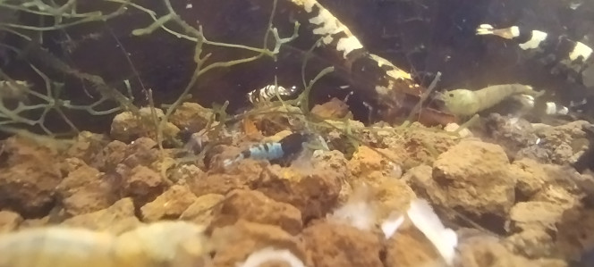 Photographie du post de Olivier1977 