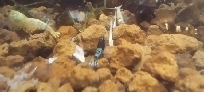 Photographie du post de Olivier1977 