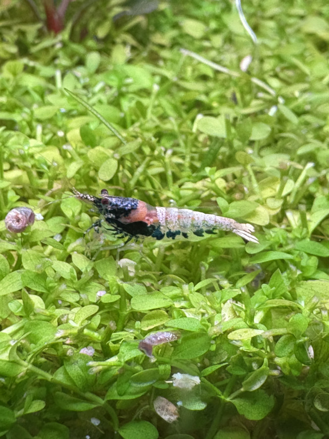 Photographie du post de Olivoliv 