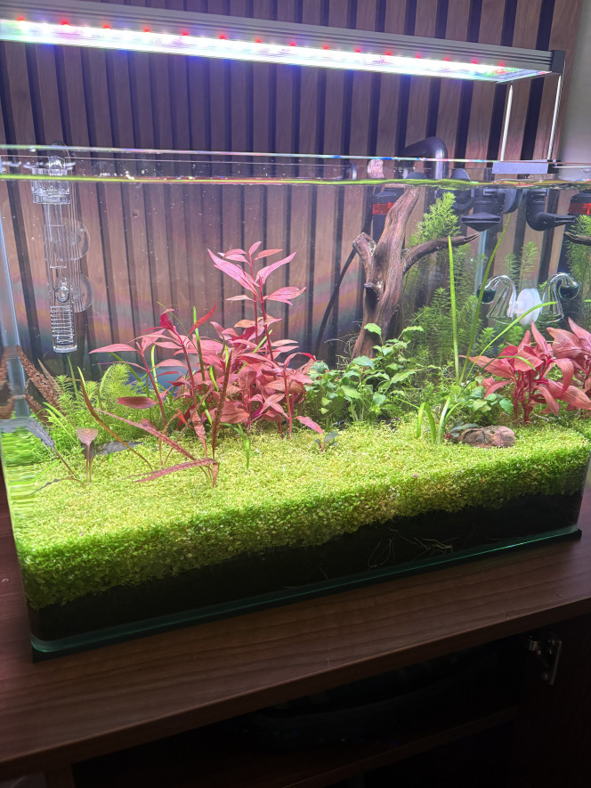 Photographie du post de Olivoliv 