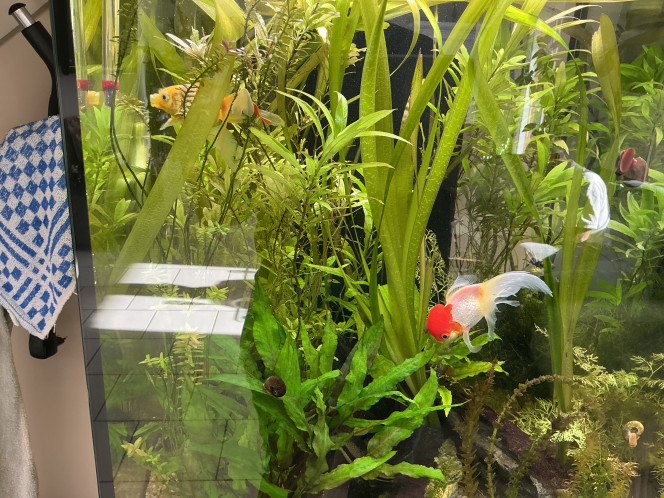 Photographie du post de Ribeyre710 